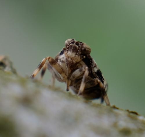 Issus coleoptratus