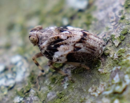 Issus coleoptratus