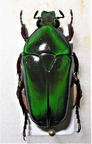 Réf. 256 571 : Tmesorrhina iris