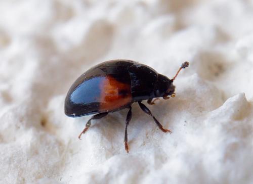 Tritoma bipustulata