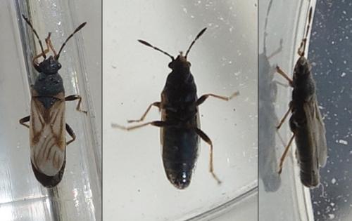 Ischnodemus quadratus