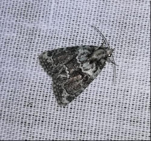 Réf. 256 207 : Cryphia algae