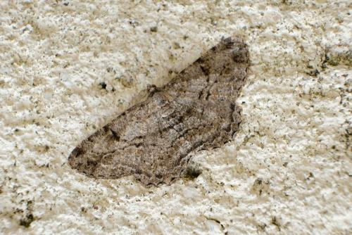 Peribatodes rhomboidaria