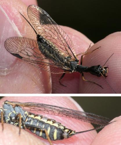 Phaeostigma notatum