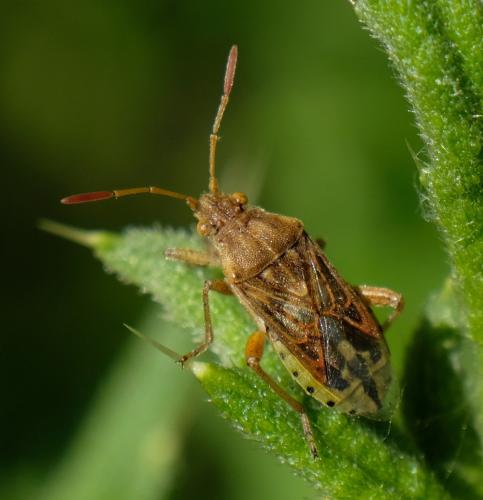Stictopleurus sp.