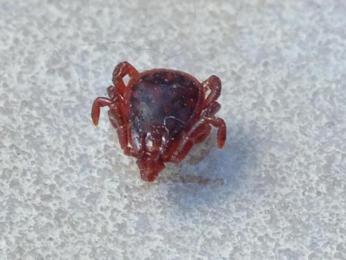 Réf. 256 496 : Rhipicephalus sp.