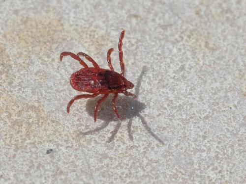 Réf. 256 497 : Rhipicephalus sp.