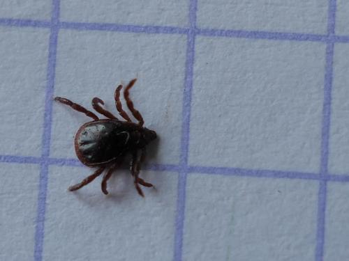 Réf. 256 491 : Rhipicephalus sp.
