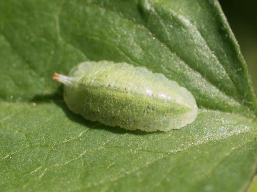 Réf. 256 494 : Epistrophe eligans