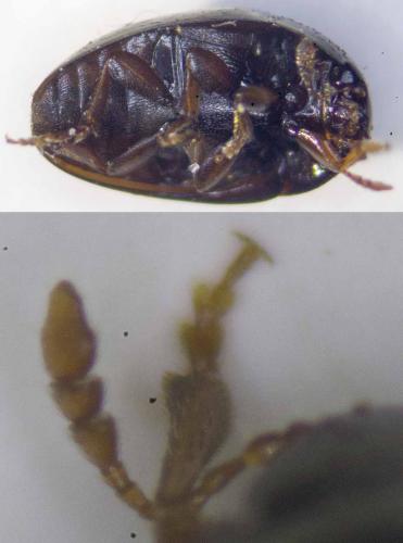 Réf. 256 386 : Olibrus sp.
