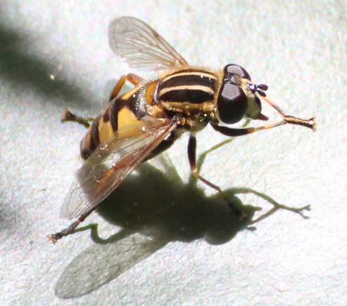 Réf. 256 085 : Helophilus pendulus