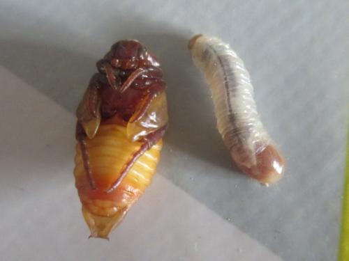 Trichius gallicus