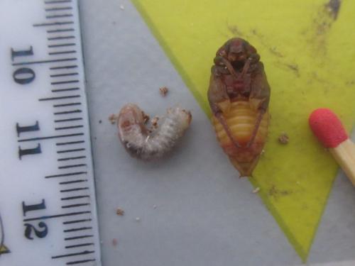 Trichius gallicus