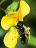 256373 – Photo : Danièle Tixier-Inrep – France (30)
