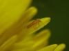 256874 – Photo : brigitte – France (81)