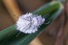 256867 – Photo : jean marc – France (84)