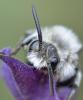 256944 – Photo : Christian Berquer – France (50)
