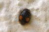 256448 – Photo : Thierry Madigou – France (35)