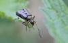 256440 – Photo : Marc Solari – France (68)