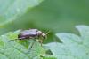 256415 – Photo : Marc Solari – France (68)