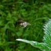 256410 – Photo : Mathis Bourgoin – France (35)