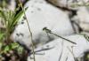 256927 – Photo : Christine JULIAND – France (07)