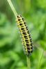 256879 – Photo : Bernard Saquet – France (12)