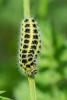 256881 – Photo : Bernard Saquet – France (12)