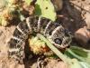 256008 – Photo : Lionel Casset – Bénin