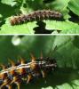 256218 – Photo : Gérard LIEGEOIS – France (54)