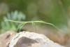256998 – Photo : Simon Thevenin – France (13)