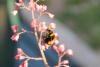 256370 – Photo : Bzzz – France (13)