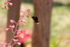 256371 – Photo : Bzzz – France (13)
