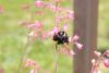 256372 – Photo : Bzzz – France (13)