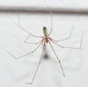 Pholcus phalangioides