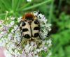 256469 – Photo : ORCHALLAN – France (44)