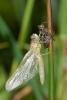 256263 – Photo : André Prat – France (01)