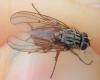 Phaonia subventa