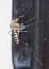 Culex hortensis