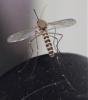 Culex hortensis