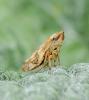 256813 – Photo : roy – France (85)
