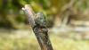 256417 – Photo : Éric Maurice – France (88)