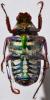 256567 – Photo : Christian Berquer – Madagascar