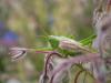 256493 – Photo : BourrinOman – France (83)