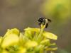 256680 – Photo : BourrinOman – France (83)