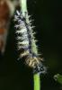256671 – Photo : Denis Poirier – France (74)