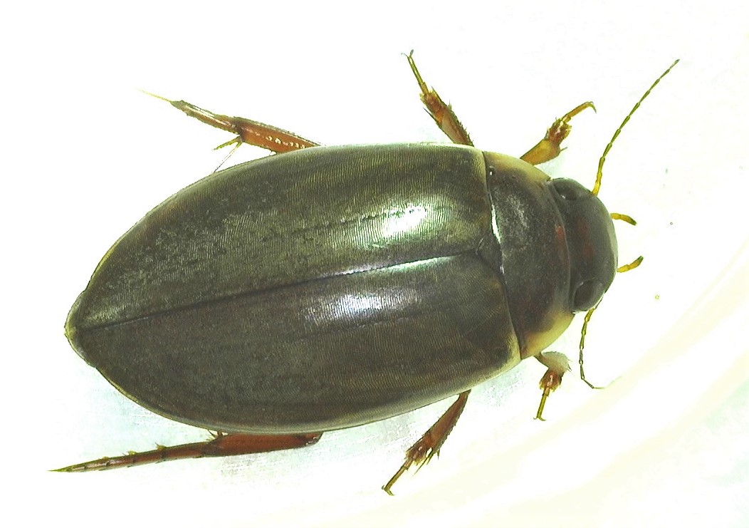 Réf. 256319 — INSECTA > Coleoptera > Dytiscidae > Colymbetes fuscus