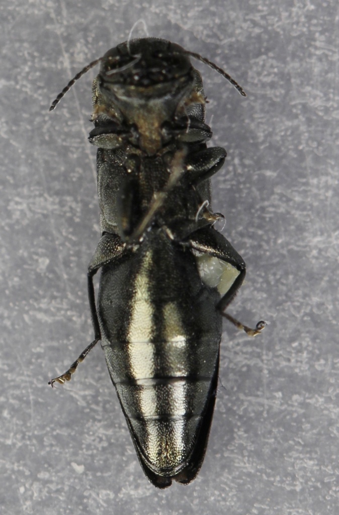 Michel Bertrand - Agrilus (Agrilus) viridis - réf. 256996 (674 x 1024 pixels, 196 ko)