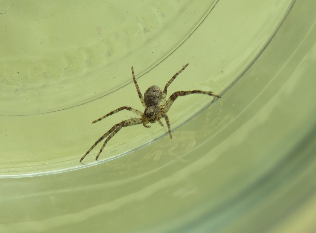 Alfredo Herrero - Philodromus sp. - réf. 256457 (1024 x 756 pixels, 96 ko)