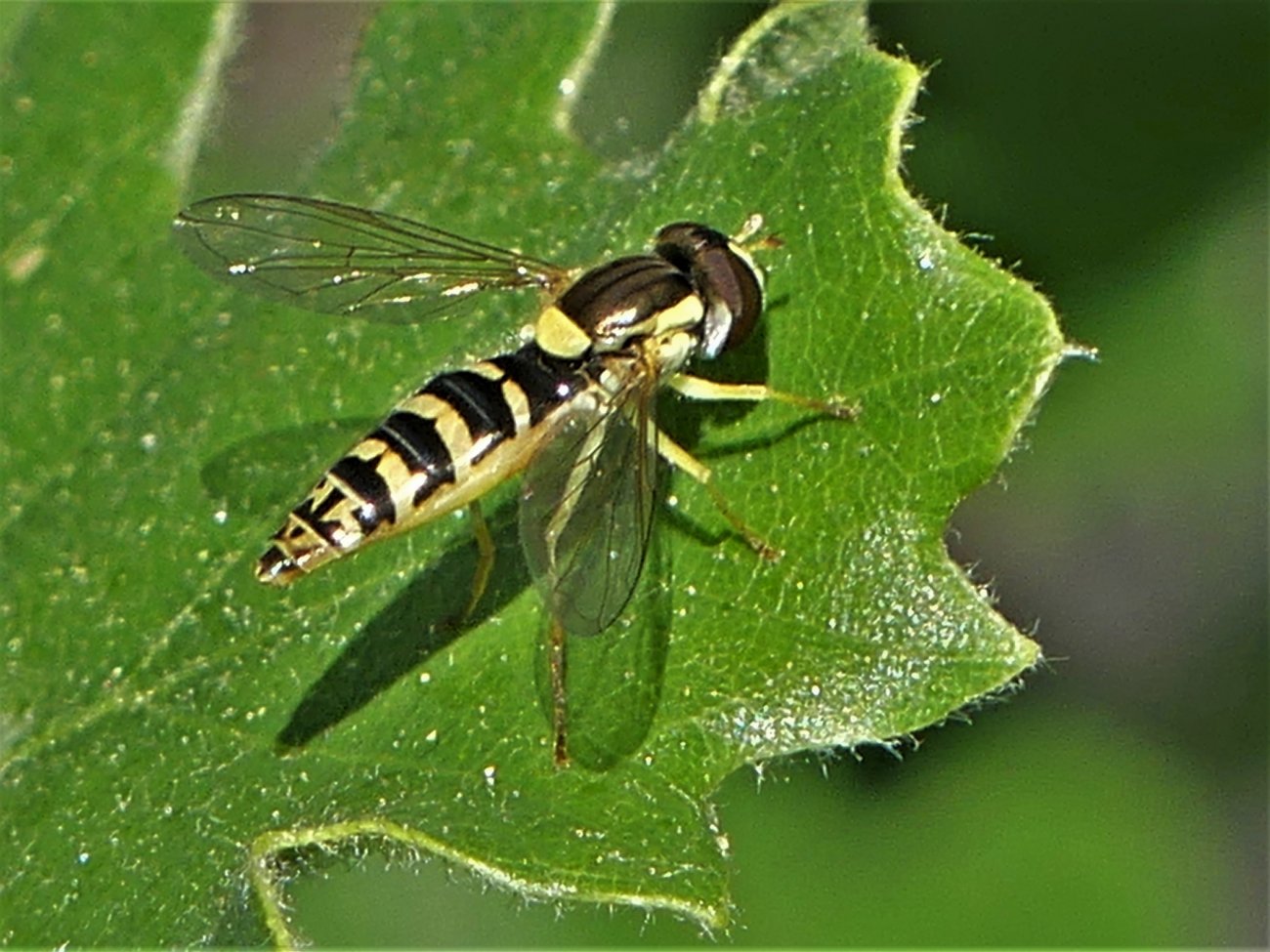 Sandor31 - Sphaerophoria sp. - réf. 256287 (1300 x 975 pixels, 205 ko)